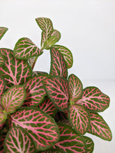 Load image into Gallery viewer, Fittonia Pink | Nerve Plant Dark Pink
