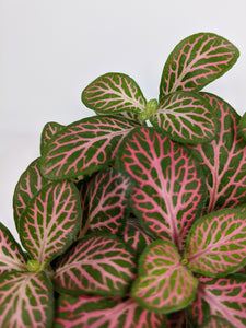 Fittonia Pink | Nerve Plant Dark Pink