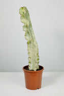 Variegated Candelarbra (Imperfect)