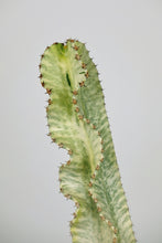 Load image into Gallery viewer, Variegated Candelarbra (Imperfect)
