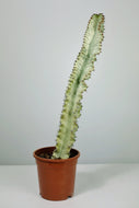Variegated Candelarbra (Imperfect)