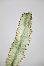 Load image into Gallery viewer, Variegated Candelarbra (Imperfect)
