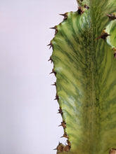 Load image into Gallery viewer, Euphorbia Ammak &#39;Variegata&#39; | Variegated Candelarbra
