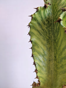 Euphorbia Ammak 'Variegata' | Variegated Candelarbra