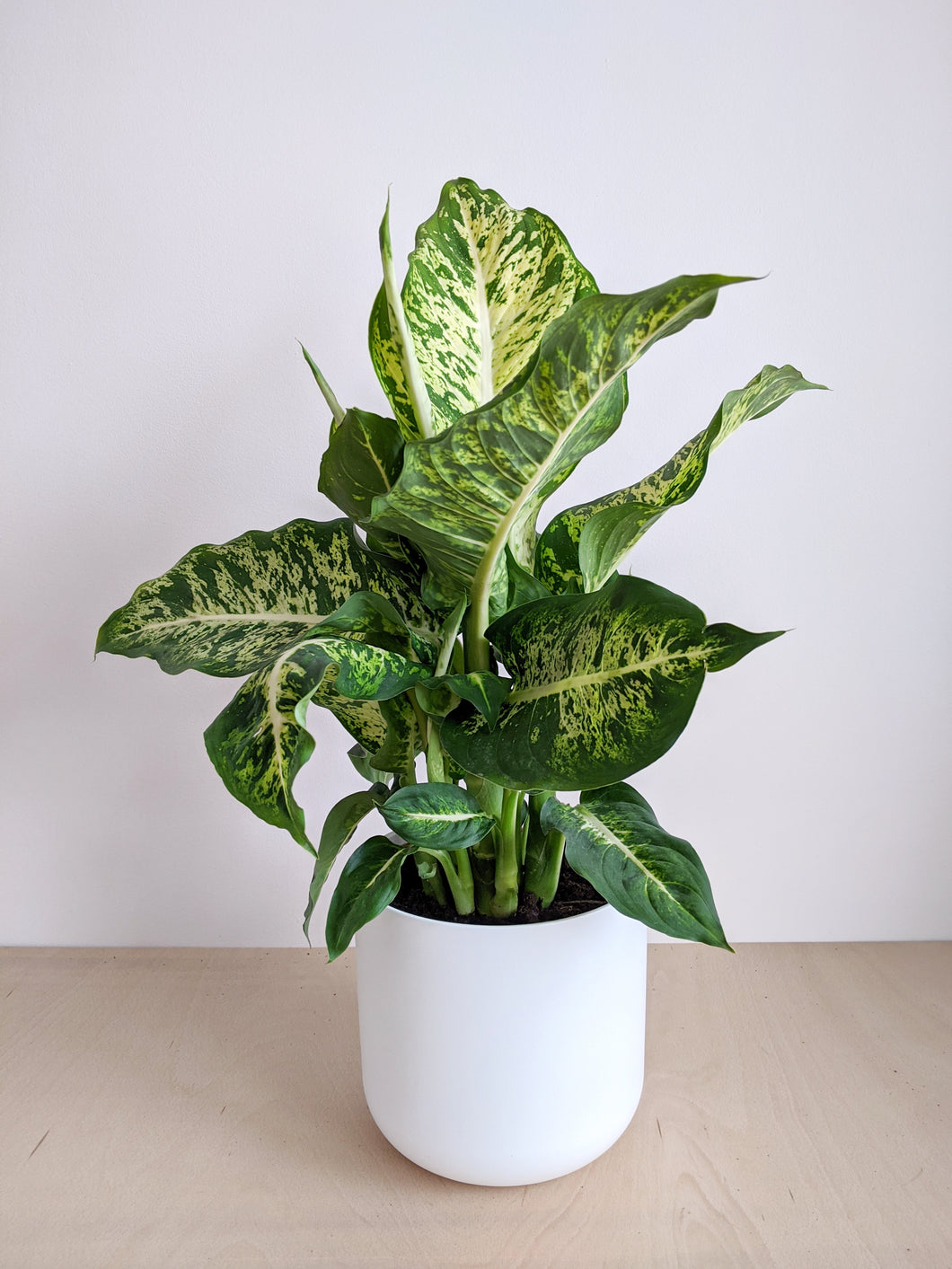 dieffenbachia sublime Dieffenbachia 'Compacta'