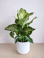 Dieffenbachia ‘Compacta’ | Dumb Cane