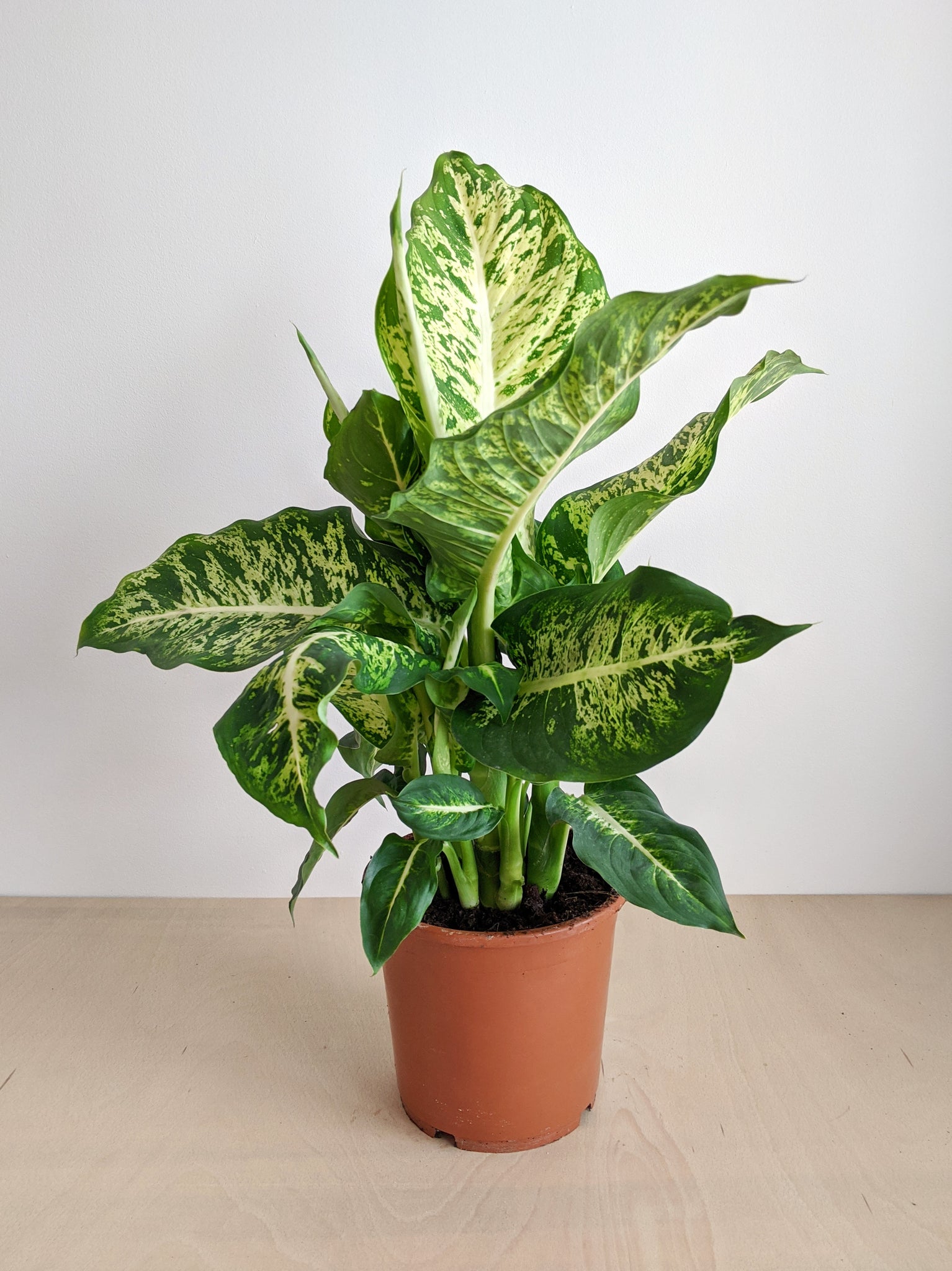 dieffenbachia compacta Dieffenbachia 'Compacta'