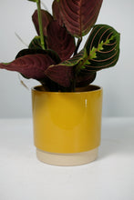 Load image into Gallery viewer, Glazed Ceramic Pot - Mustard - 13cm
