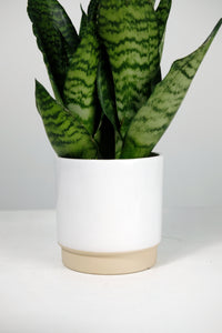 Glazed Ceramic Pot - White - 13cm