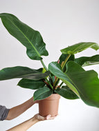 Philodendron Imperial Green