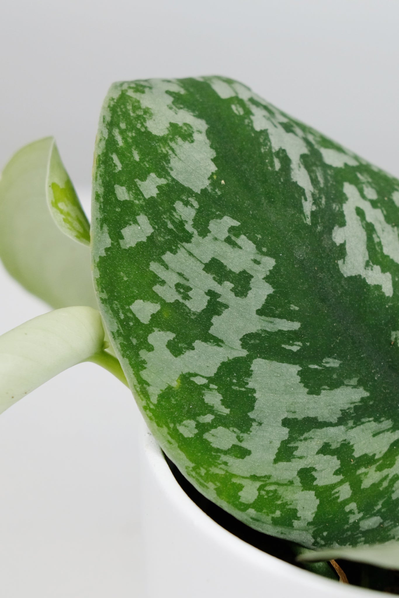 satin pothos trebie Scindapsus Pictus Trebie