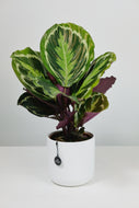 Calathea Roseopicta