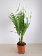 Washingtonia Robusta | Mexican Fan Palm