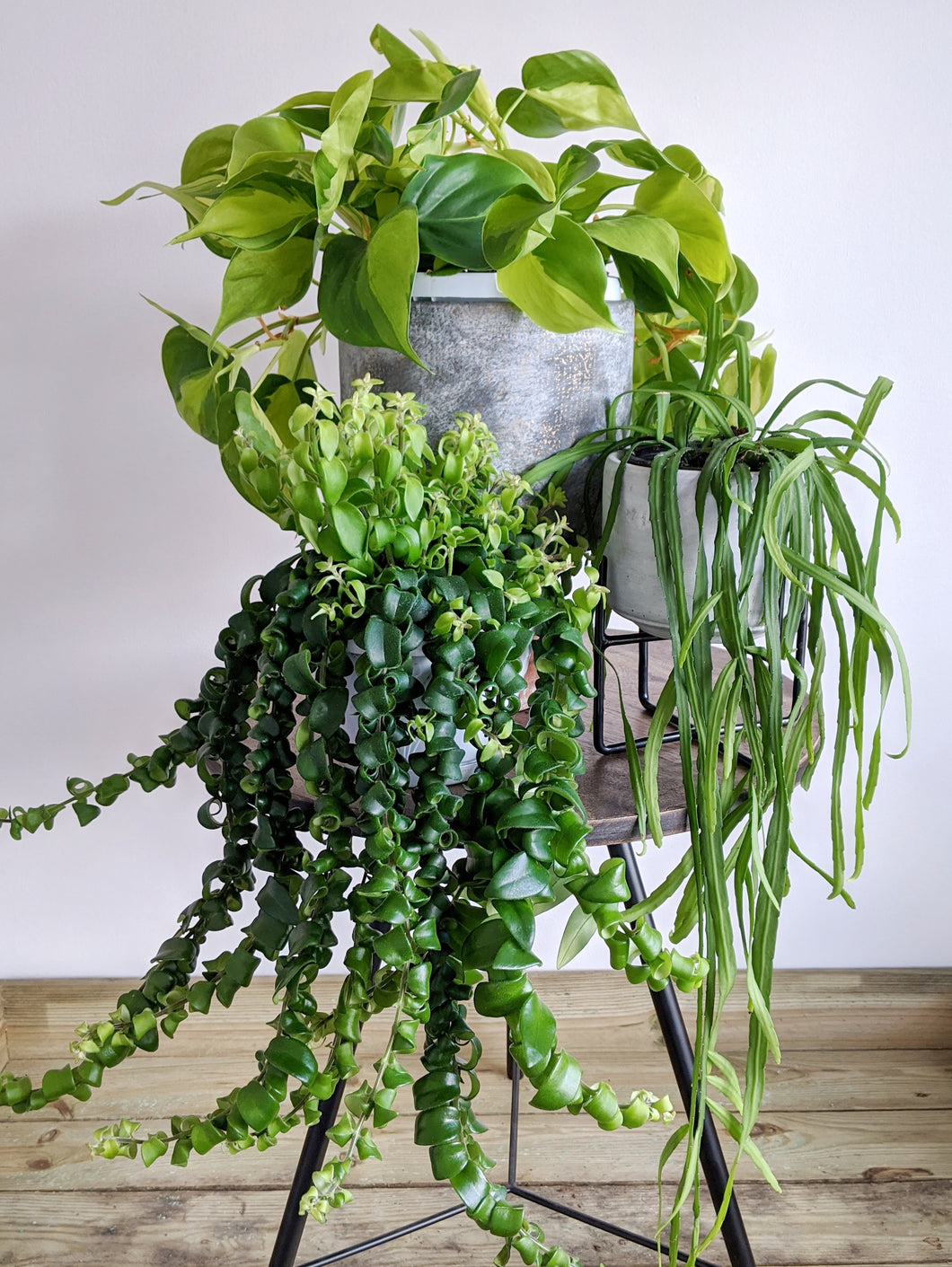 hanging jungle plants The Hanging Bundle – Jungle Houseplants
