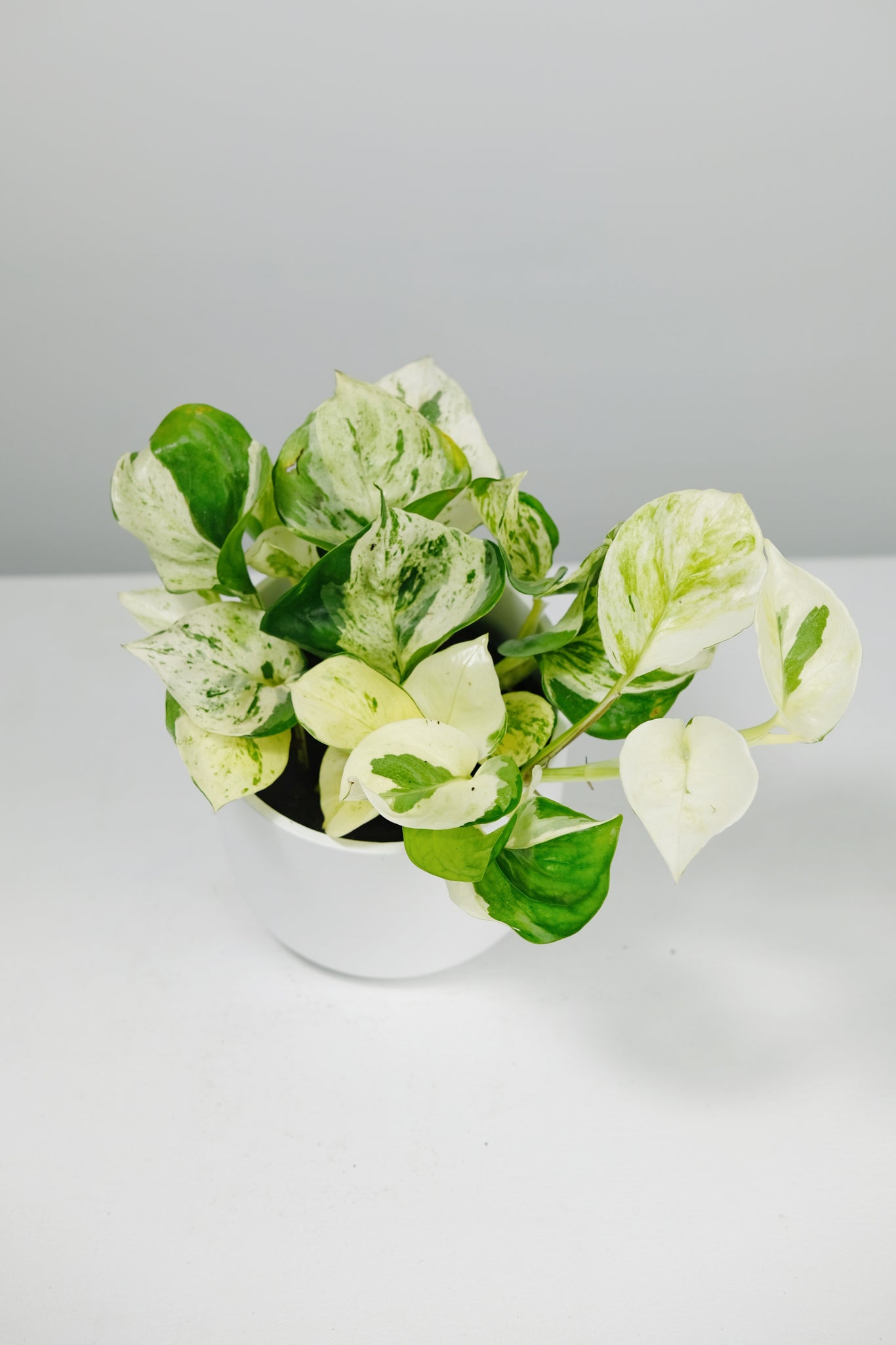 happy leaf pothos Epipremnum Aureum 'Happy Leaf'