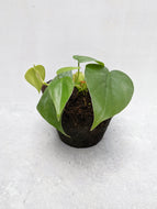 Philodendron Scandens | Heart Leaf Vine