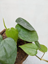 Load image into Gallery viewer, Philodendron Scandens | Heart Leaf Vine
