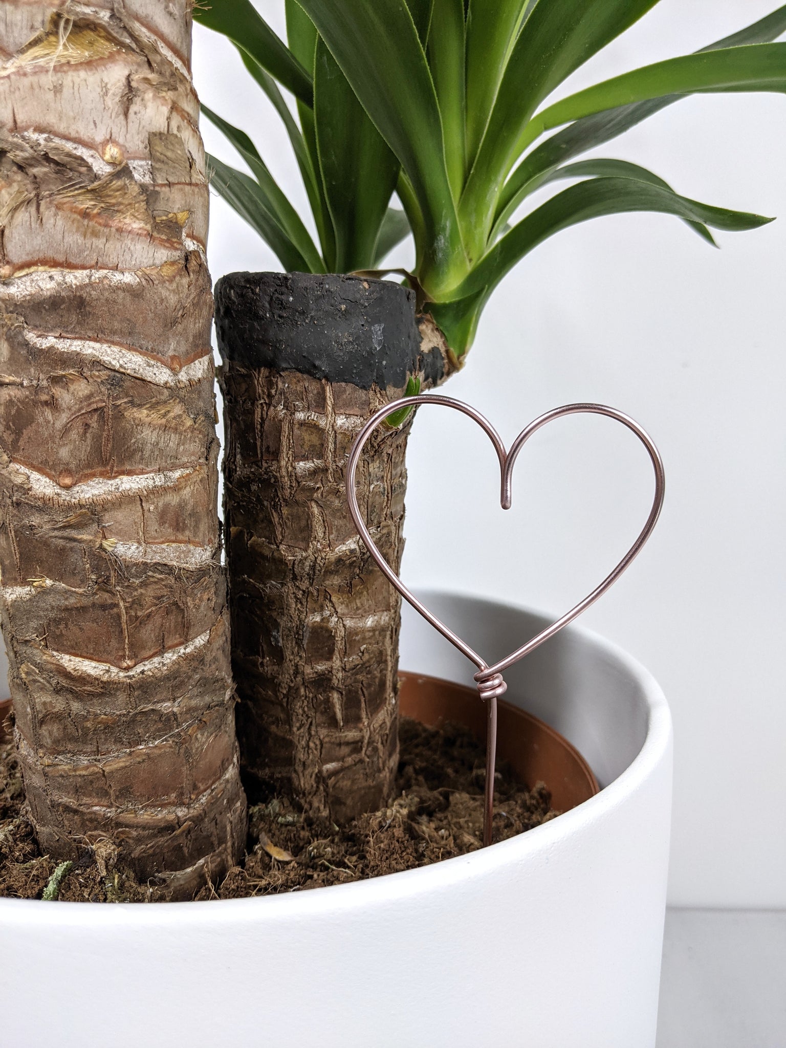 pot plant topper Heart Shaped Plant Topper – Jungle Houseplants