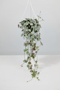 Ceropegia Woodii | String of Hearts