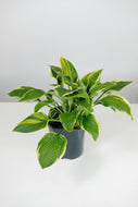 Hosta Aureomarginata