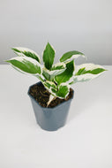 Hosta Patriot