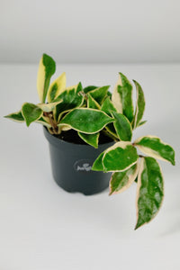 Hoya Carnosa Albomarginata | Wax Plant