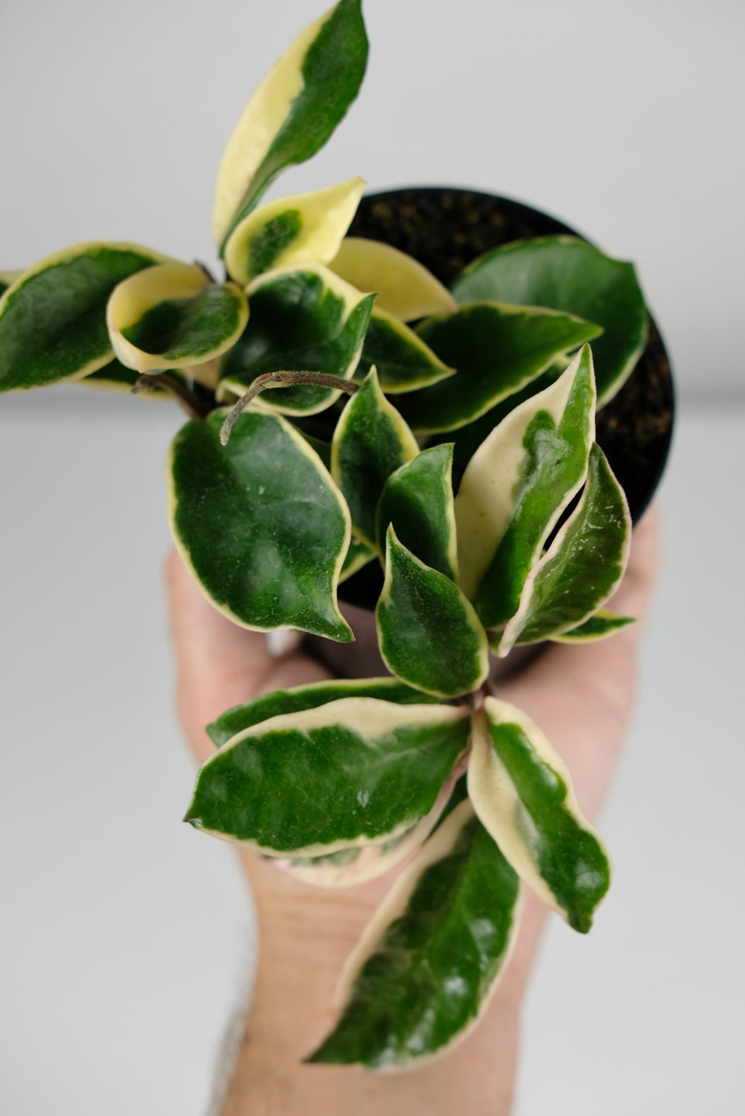 Hoya Carnosa Albomarginata | Wax Plant