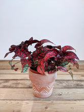 Load image into Gallery viewer, Hypoestes phyllostachya | Polka Dot Plant Red
