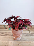Hypoestes phyllostachya | Polka Dot Plant Red