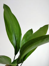 Load image into Gallery viewer, Aspidistra Elatior | The Cast Iron Plant.
