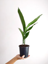 Load image into Gallery viewer, Aspidistra Elatior | The Cast Iron Plant.
