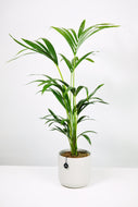 Howea Forsteriana | Kentia Palm