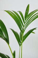 Load image into Gallery viewer, Howea Forsteriana | Kentia Palm
