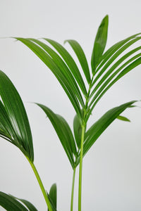 Howea Forsteriana | Kentia Palm