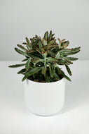 Kalanchoe tomentosa | Panda Plant
