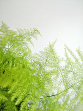 Load image into Gallery viewer, Asparagus Setaceus | Lace Fern
