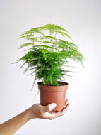 Asparagus Setaceus | Lace Fern