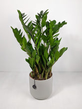 Load image into Gallery viewer, Zamioculcas Zamiifolia Large | ZZ Plant Large
