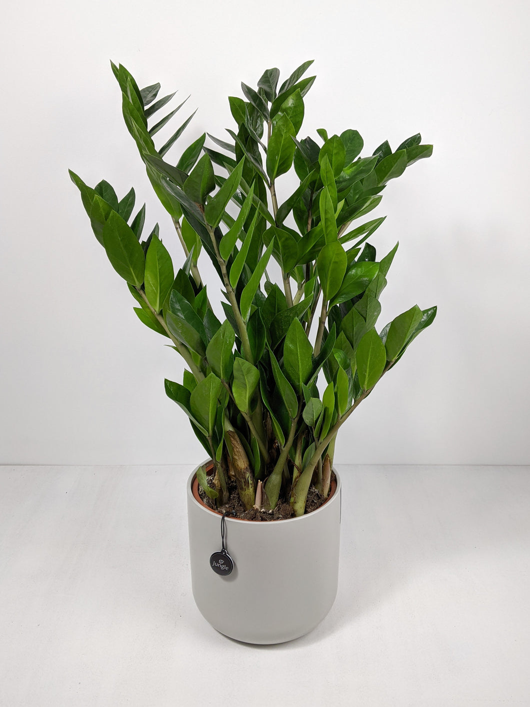 largest zz plant Zamioculcas Zamiifolia Large