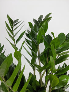 Zamioculcas Zamiifolia Large | ZZ Plant Large