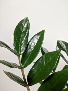 large zz plant uk Zamioculcas Zamiifolia Large