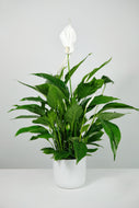 Spathiphyllum 'strauss' | Large Peace Lily
