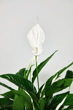 Load image into Gallery viewer, Spathiphyllum &#39;strauss&#39; | Large Peace Lily
