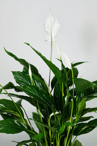 Spathiphyllum 'strauss' | Large Peace Lily