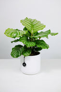 Calathea Orbifolia