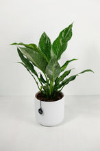 Load image into Gallery viewer, Spathiphyllum Diamond | Variegated Peace Lily
