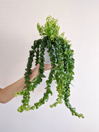 Aeschynanthus 'Scoubidou' | Lipstick Plant