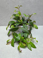 Aeschynanthus Marmoratus | Zebra Lipstick Plant