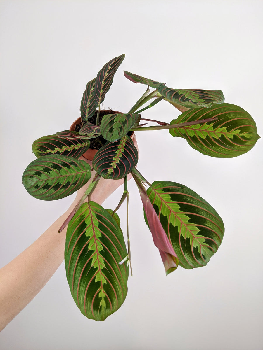 Maranta Leuconeura Tricolour | Prayer Plant. – Jungle Houseplants