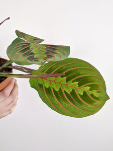 Maranta Leuconeura Tricolour | Prayer Plant.
